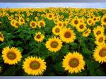 sunflower.jpg