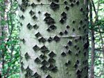 Populus_alba_trunk-604