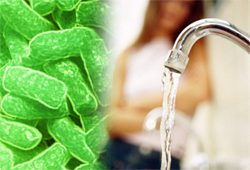 legionella legionella